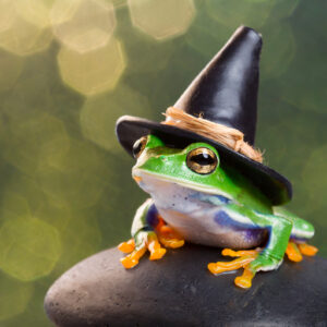 Frog wearing a black witch hat